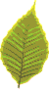 wiki:cliparts:theme_feuilles:041.png